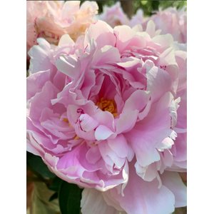 Polite Peony - Paint by Number