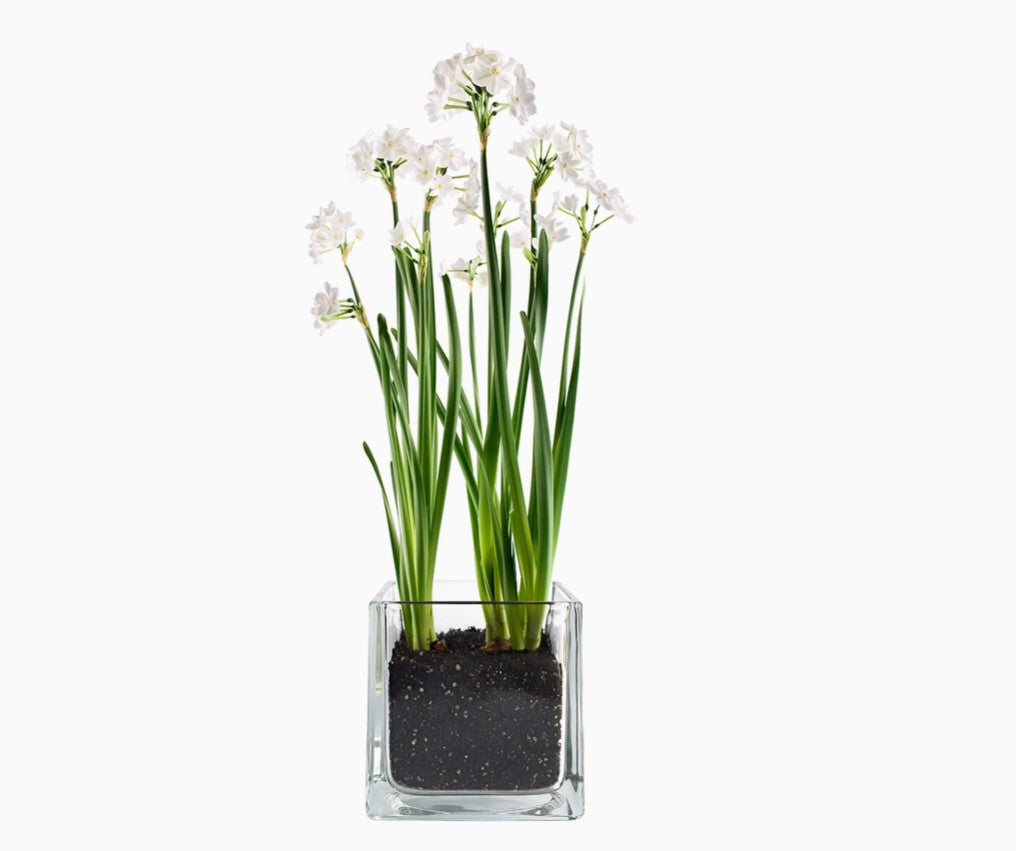 Paperwhites Winter Garden