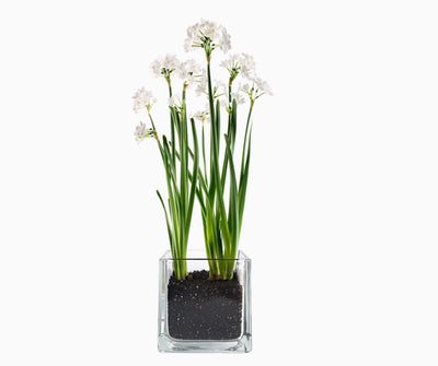 Paperwhites Winter Garden