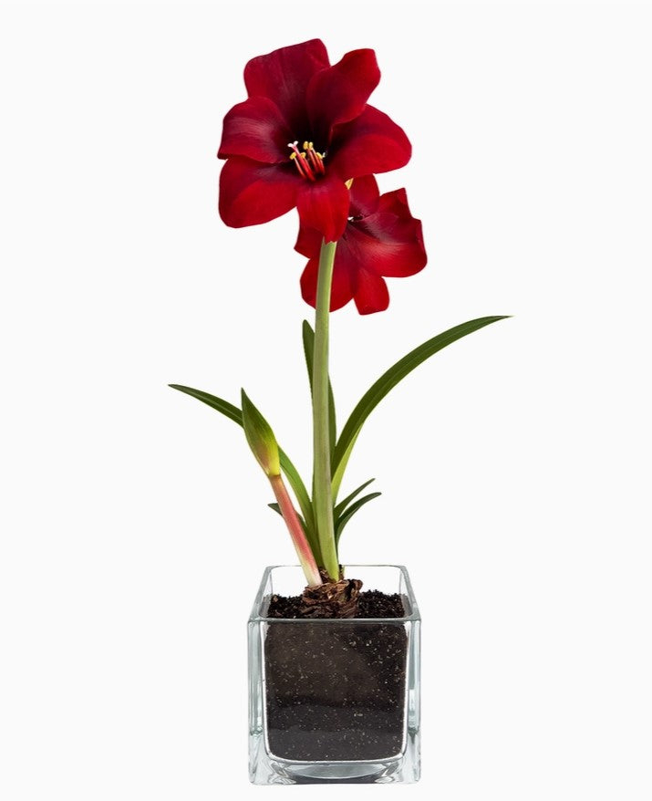 Amaryllis Winter Garden