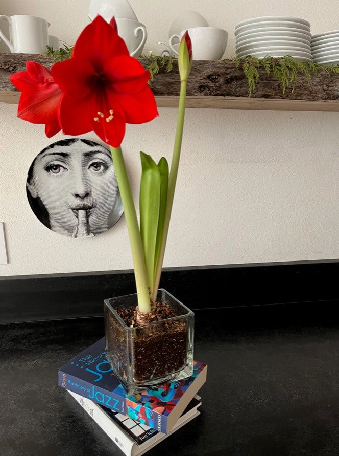 Amaryllis Winter Garden