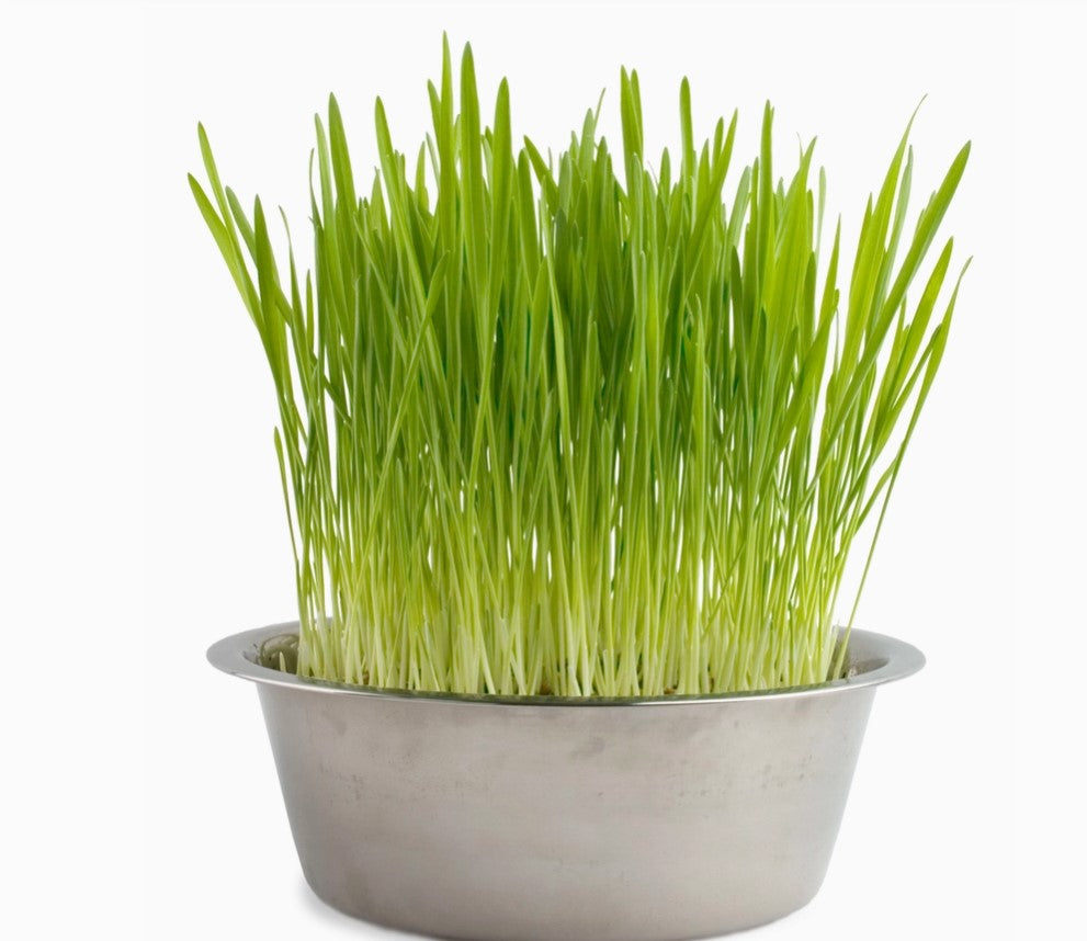 Pet Bowl