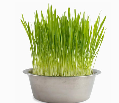 Pet Bowl