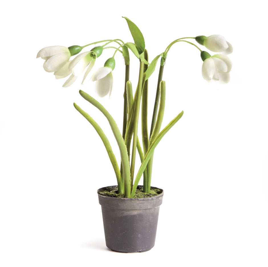 Snowdrop Drop-in