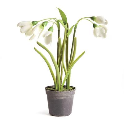 Snowdrop Drop-in