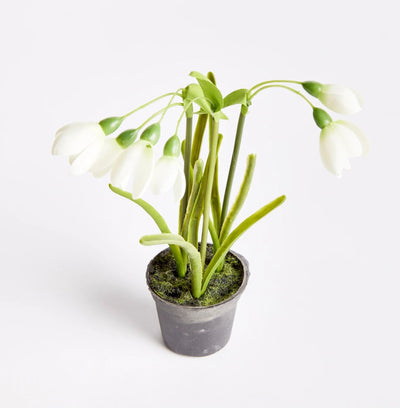 Snowdrop Drop-in