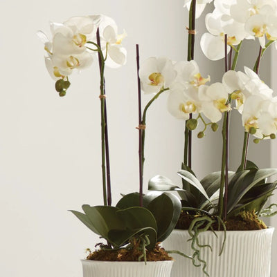 Phalaenopsis Drop-In 23"