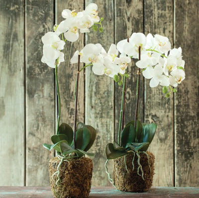 Phalaenopsis Drop-In 23"