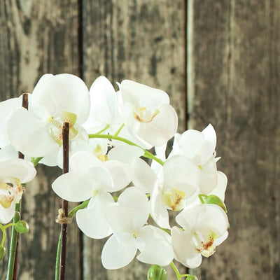 Phalaenopsis Drop-In 23"