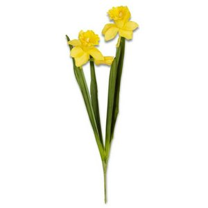 Double Bloom Daffodil