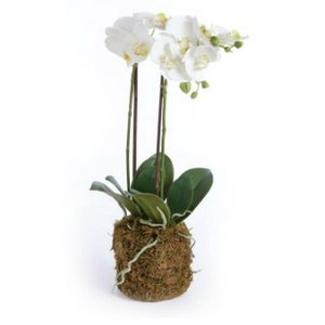 Phalaenopsis Drop-In 23"