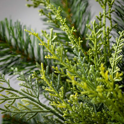 Lush Green Douglas Fir Pick