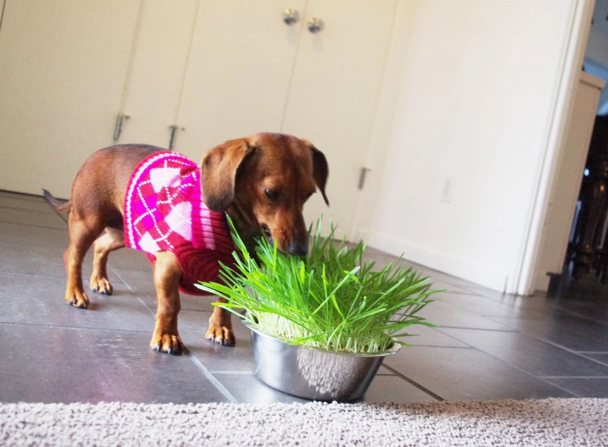Pet Bowl