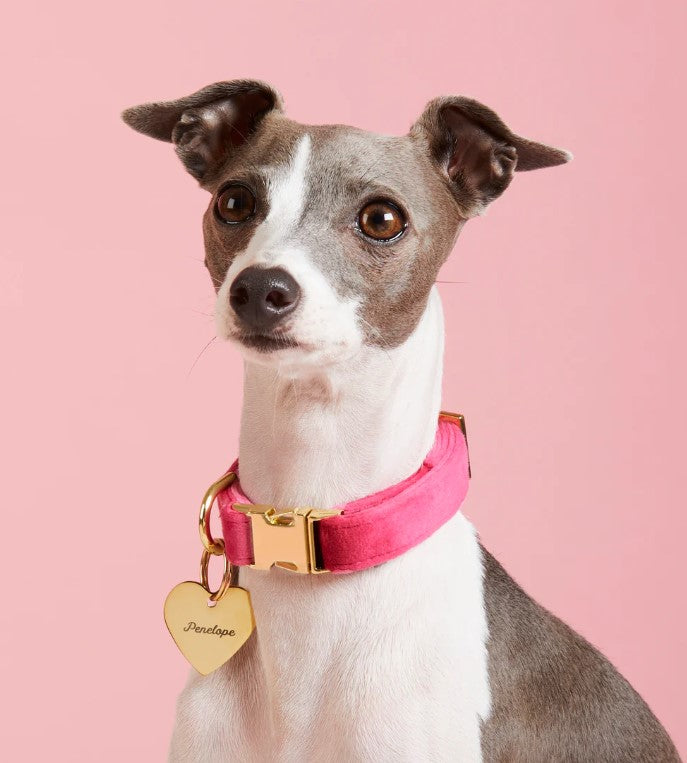 Velvet Dog Collar