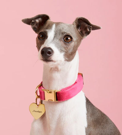 Velvet Dog Collar