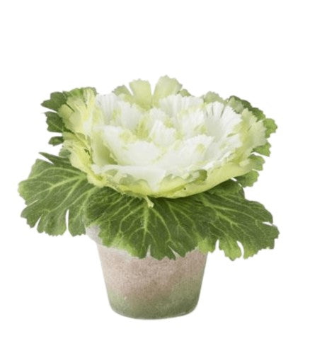 White Cabbage in Pot